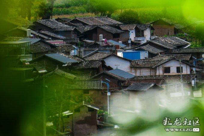春雨直播app